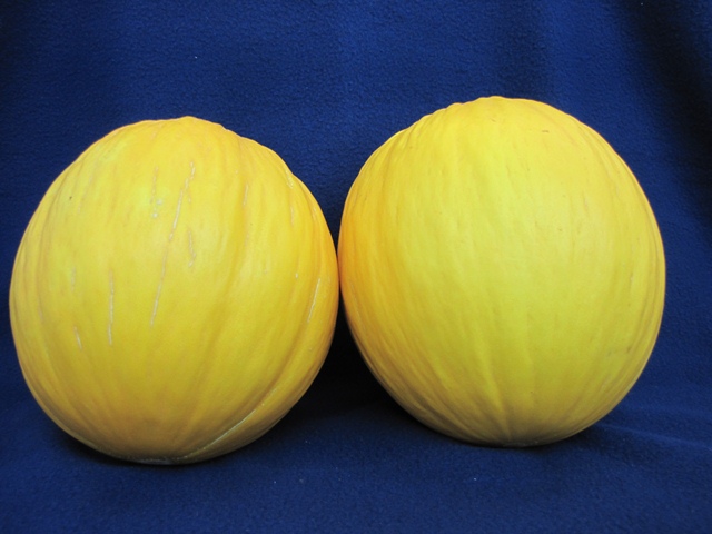 Yellow canary type melon 54-459 p1